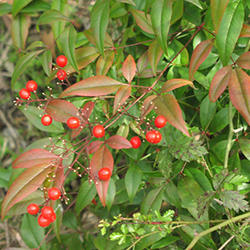 heavenly bamboo